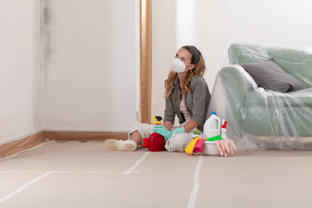 Reliable Mold Remediation contractor in Firestone, CO by WQB Mold Removal